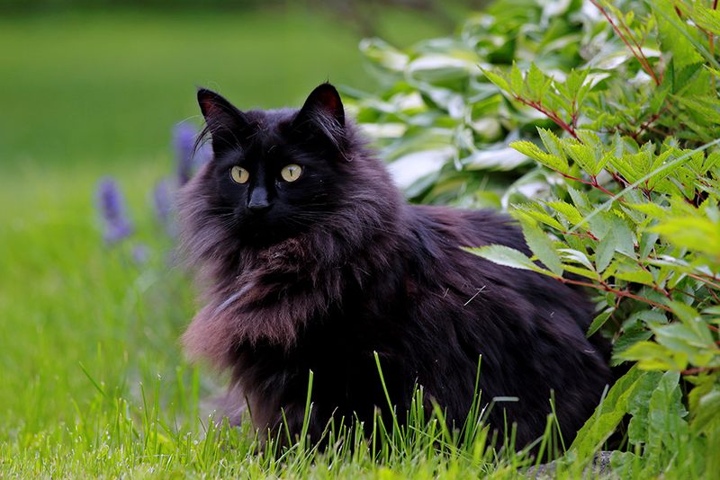 Mysterious Black Cats