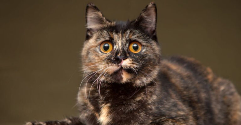 Does Cat Color Influence Personality? 19 Cat Colors Explained