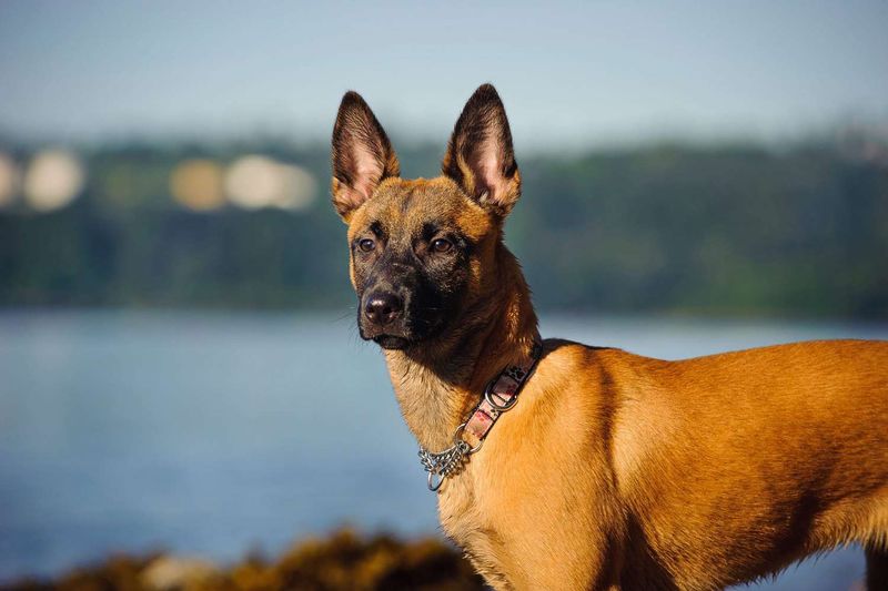 Belgian Malinois