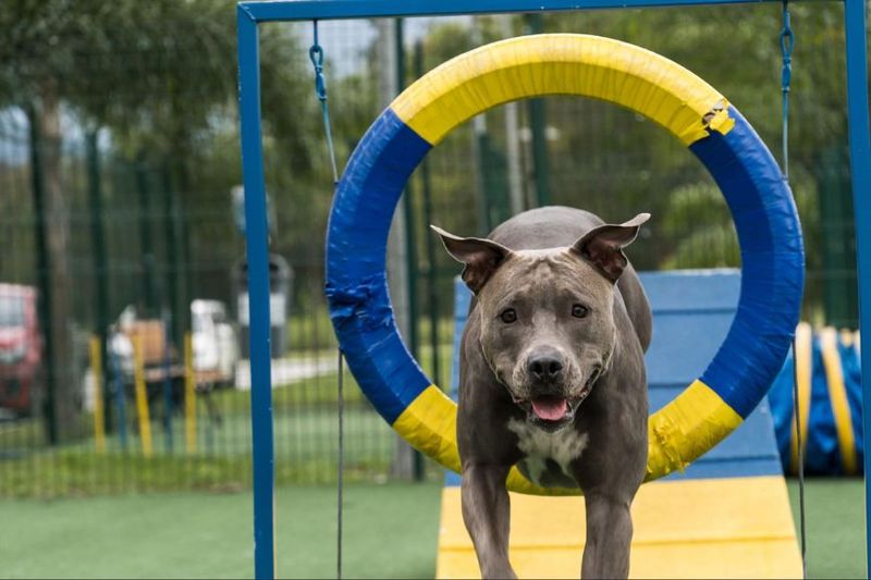 Bully Breeds: The Misunderstood Powerhouses