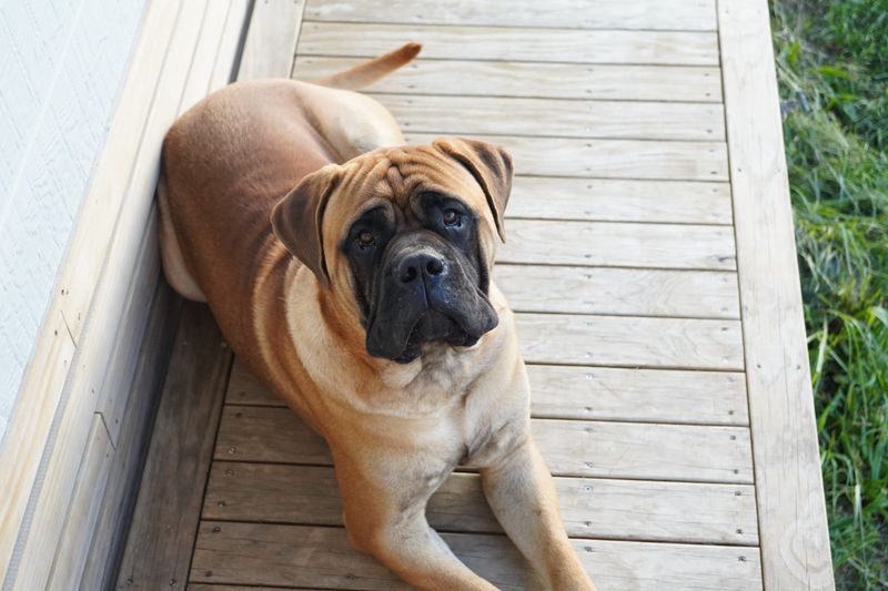 English Mastiff: The Ancient Giant