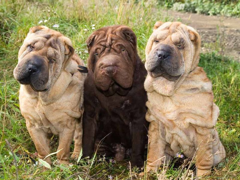 Shar-Pei