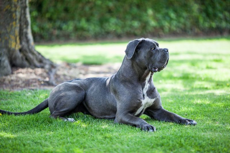 Cane Corsos