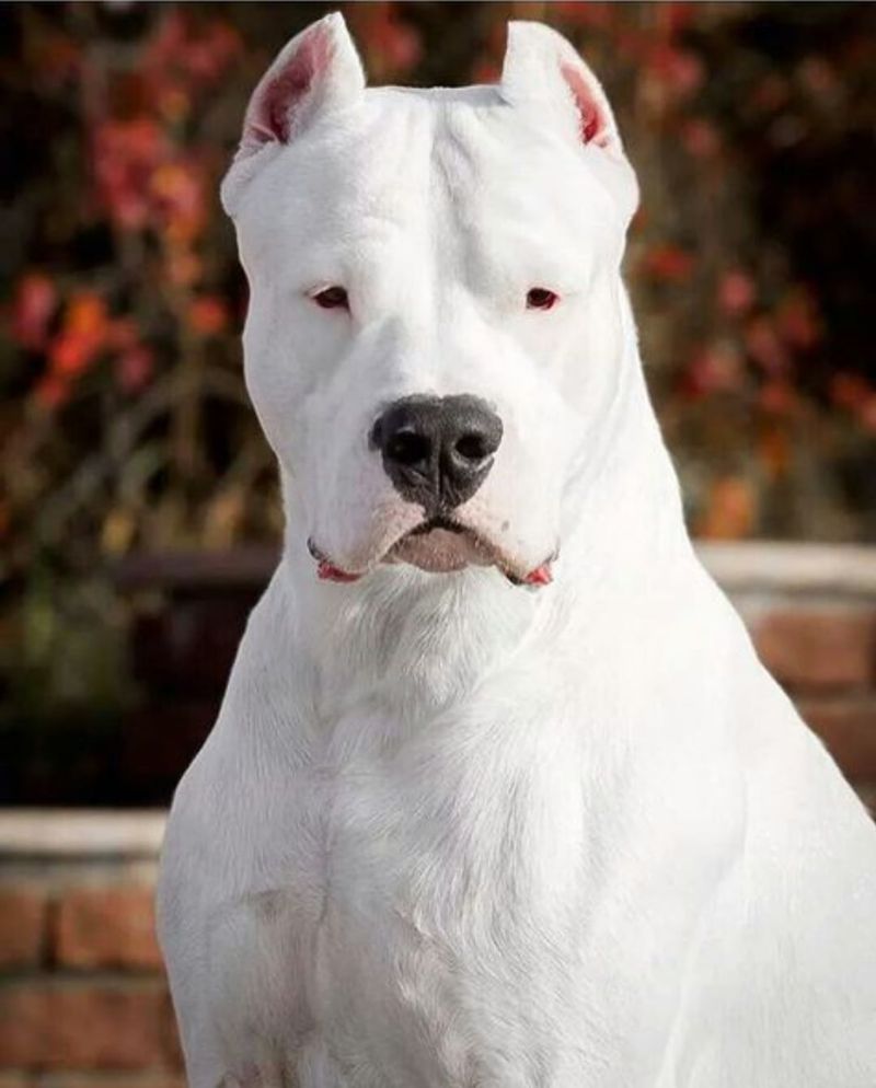 Dogo Argentino: The White Hunter
