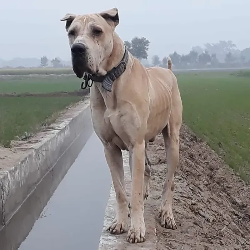 Bully Kutta