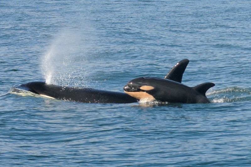 Whales