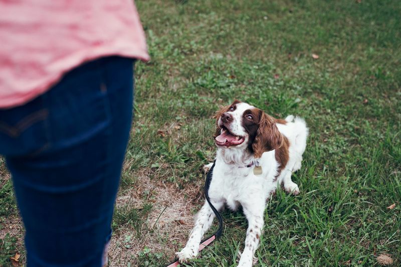 Dogs Responding To Your Tone Of Voice