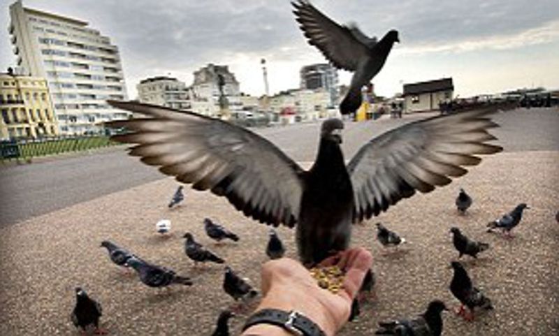 Pigeons Recognizing Human Faces