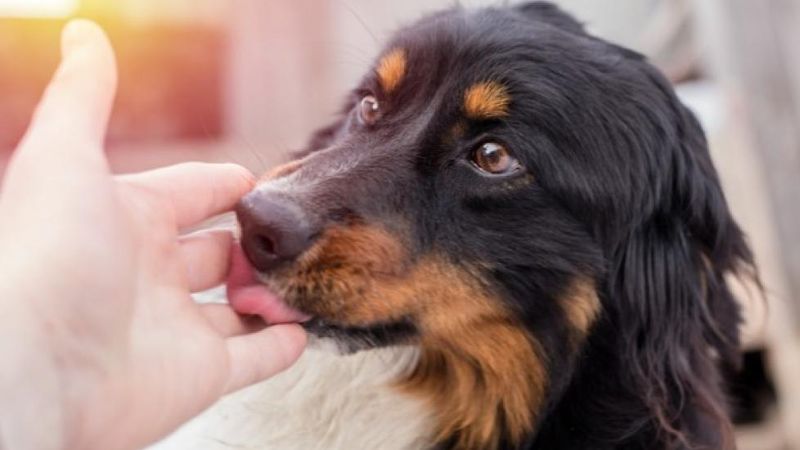 Dogs Offering Physical Touch
