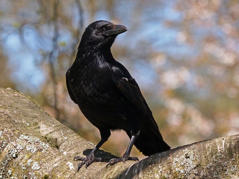 Ravens Hold Grudges