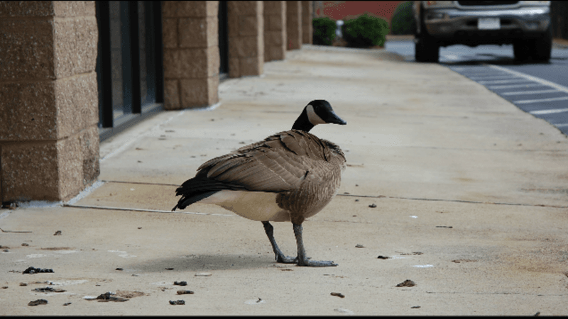 Geese Mourn Their Mates