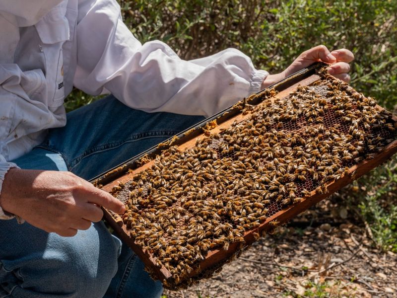Honeybees: Sweet Reward For Frontier Beekeepers