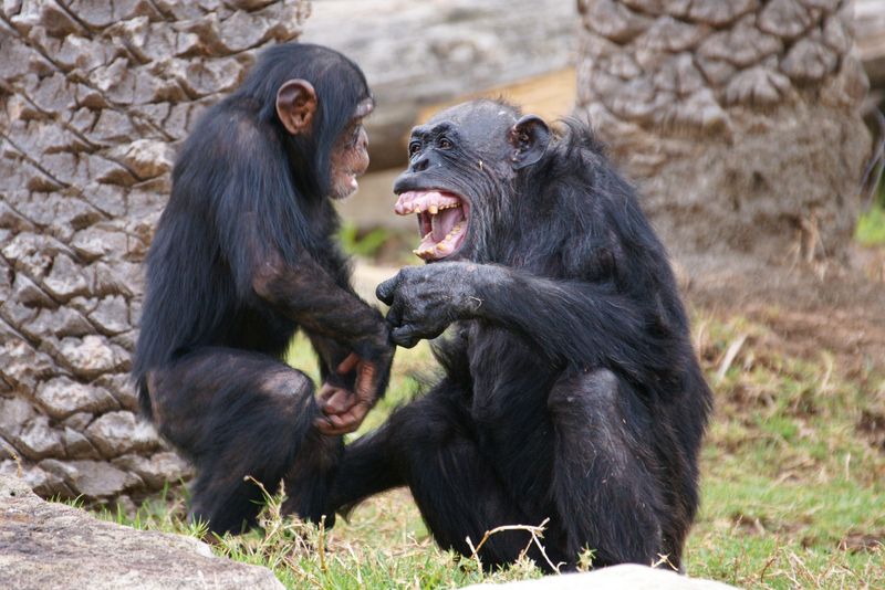 Chimps Chuckle During Tickle Games