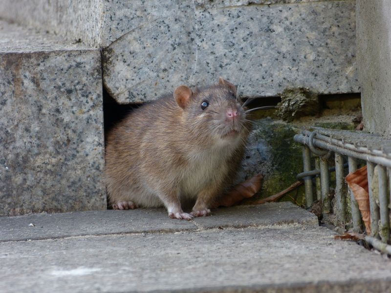 Rats: How Much Can They Climb Without A Tail?