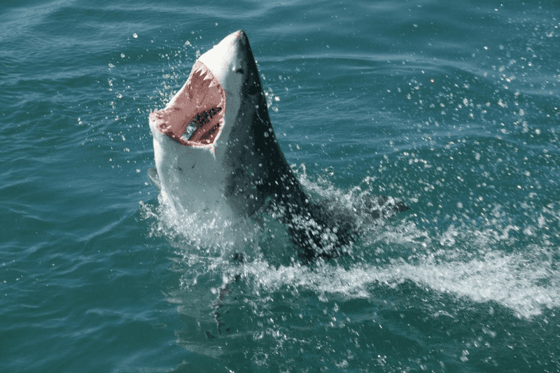 Sharks: Overhyped Ocean Predators