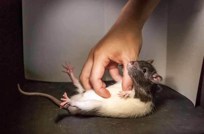 Rats Laugh When Tickled