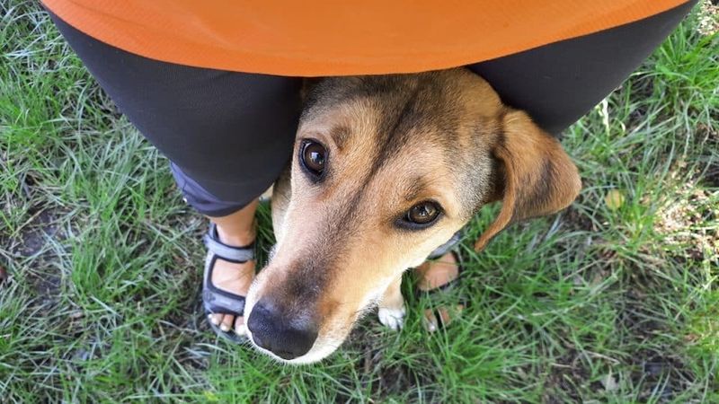 Dogs Becoming More Attached During Stressful Times