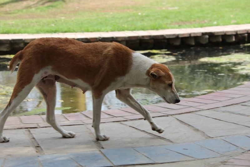 Changes In Behavior: Dogs Acting Restless