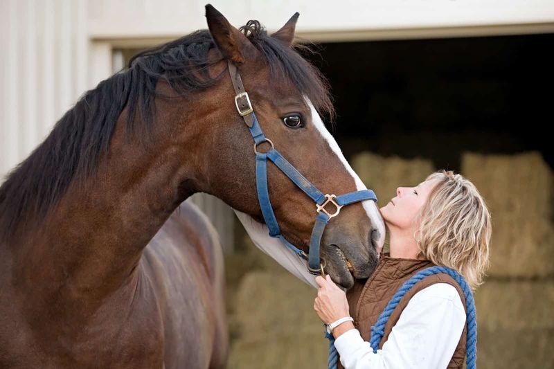 Horses Remember Faces Long-Term