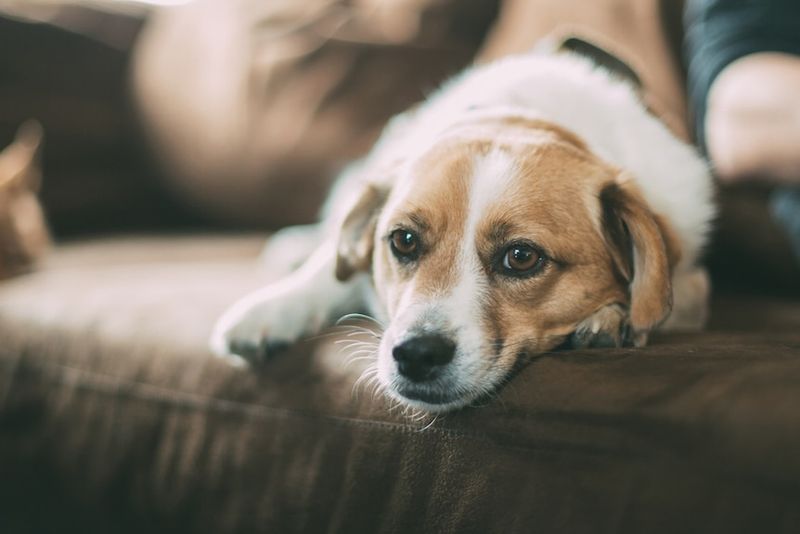 Dogs Mimicking Your Stress Responses