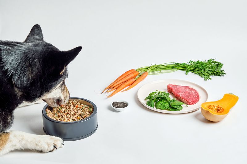 Homemade Pet Food Is Always Healthier Than Commercial