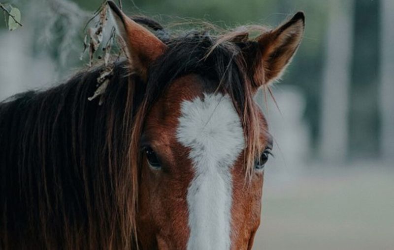 Horses: Emotional Mirrors With Exceptional Intuition