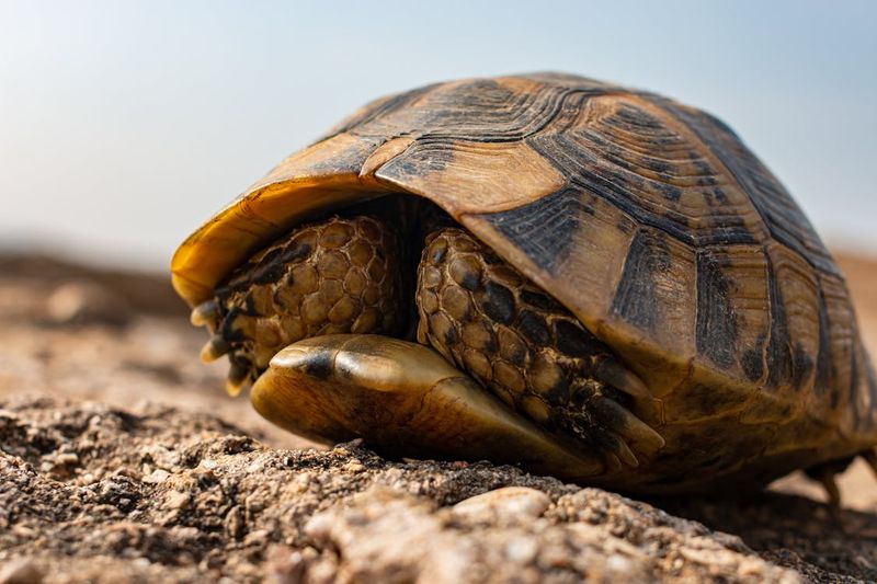 Tortoises