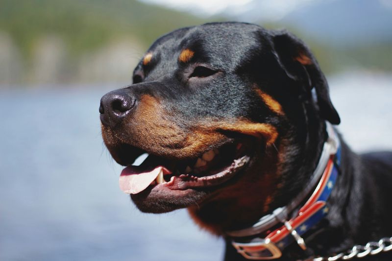 Rottweiler: The Roman Cattle Driver