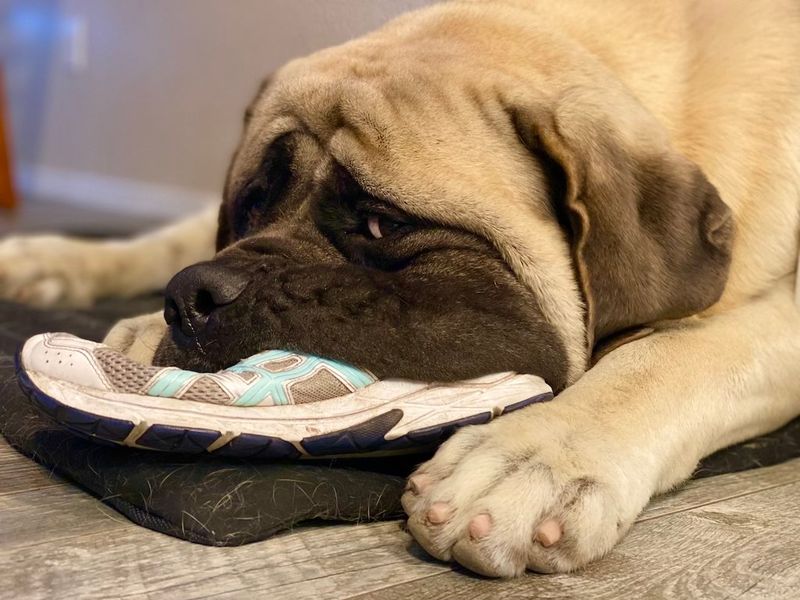 English Mastiff