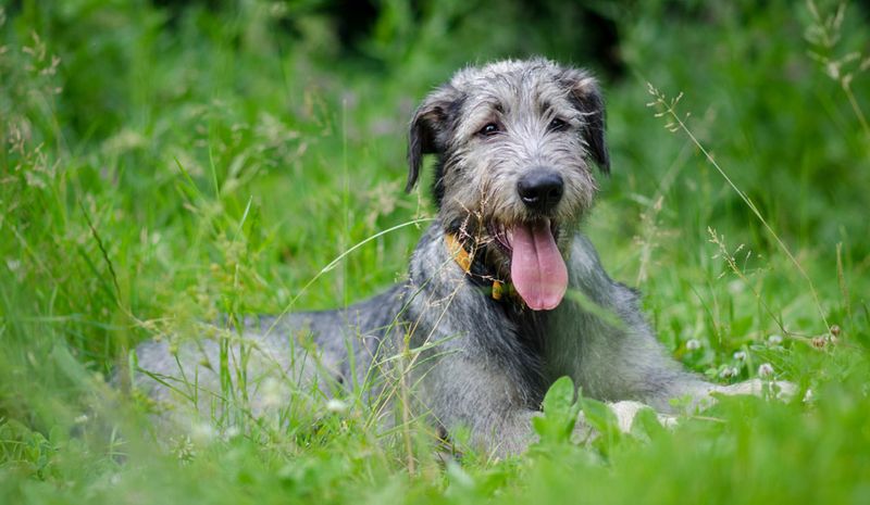 Irish Wolfhound