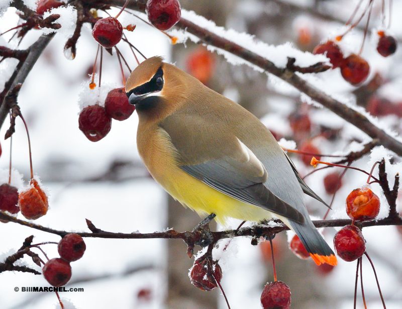 Crabapple Trees: Winter Pantry