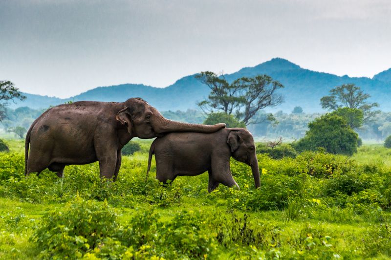 Elephant Memory And Emotional Intelligence