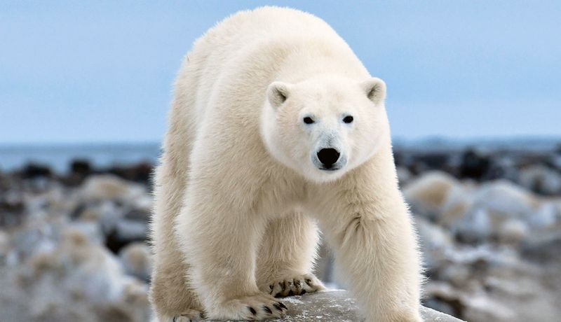 Polar Bear