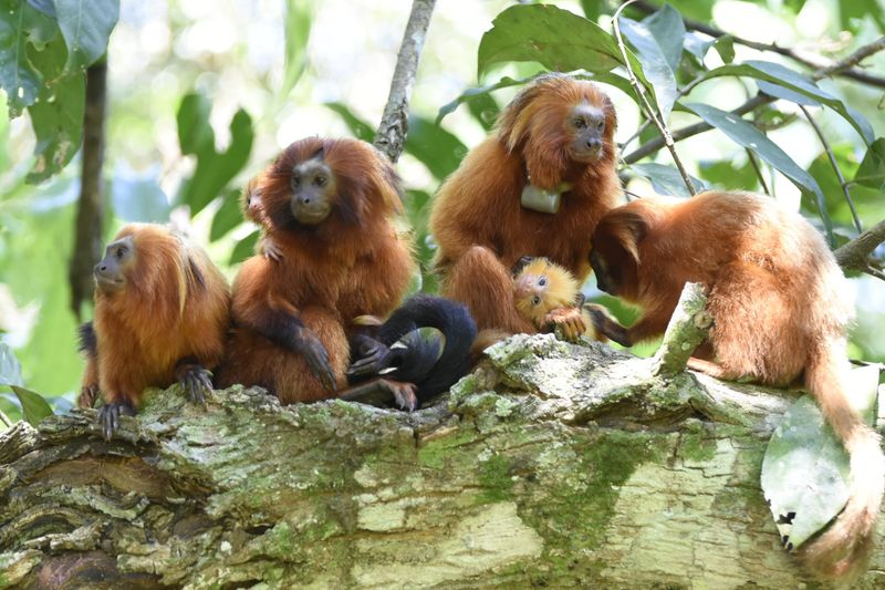 Tamarins