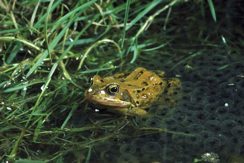 Frogs