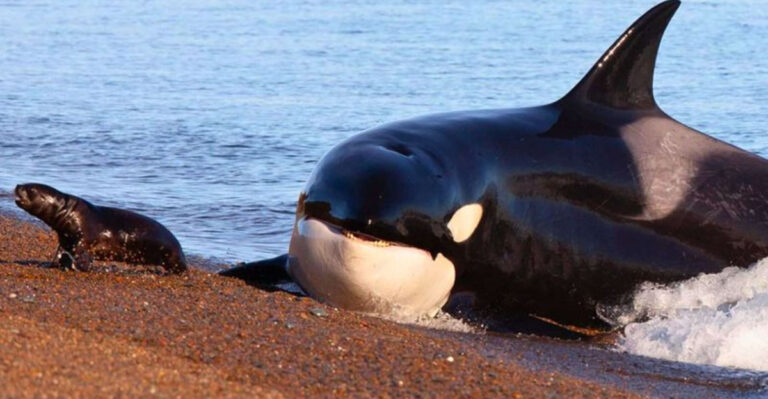 Dolphins And Orcas Have Reached The “Point Of No Return” In Evolving Toward Land Living