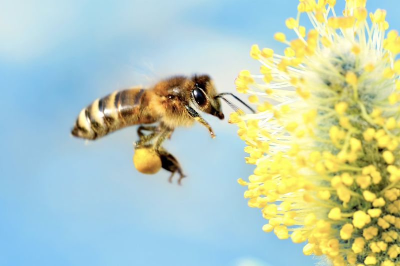 The Complexity Of Bee Brains And Decision-Making