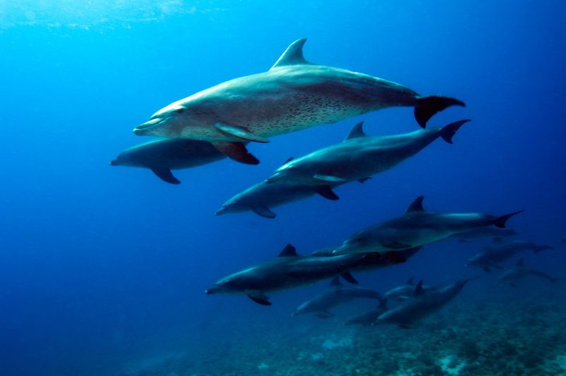 Scientists Study Dolphin Communication In Florida