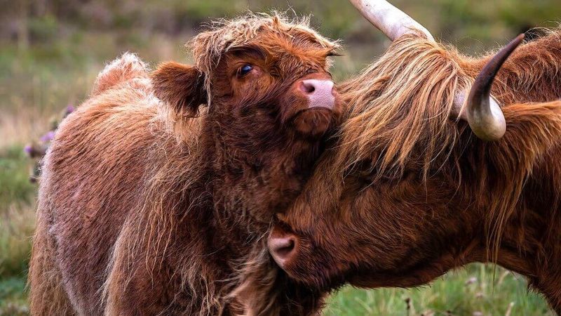 Cows Form Best Friendships