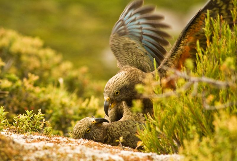Kea Parrots Have Contagious Laughter