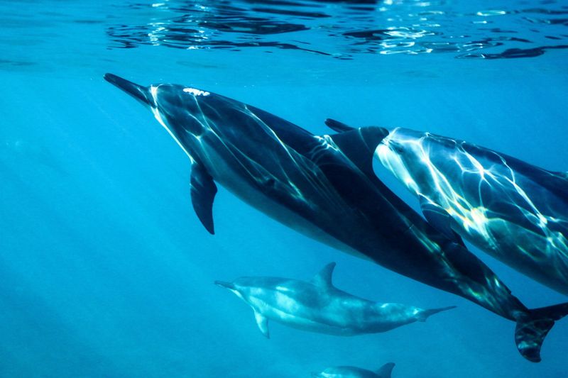 Acoustic Research Uncovers Dolphin Language