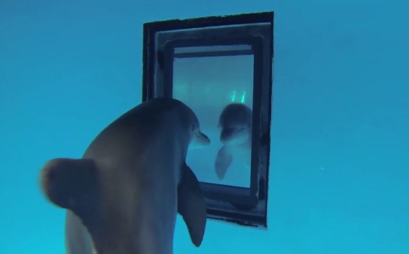 They Can Recognize Themselves In Mirrors