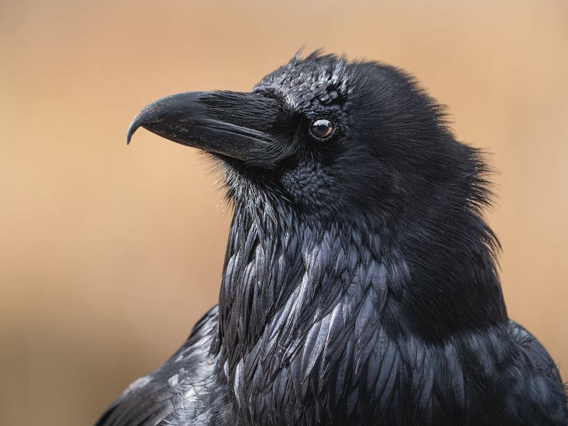 Crows: The Feathered Gift-Givers