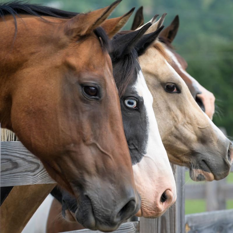 Therapy Horses: Healing Through Connection