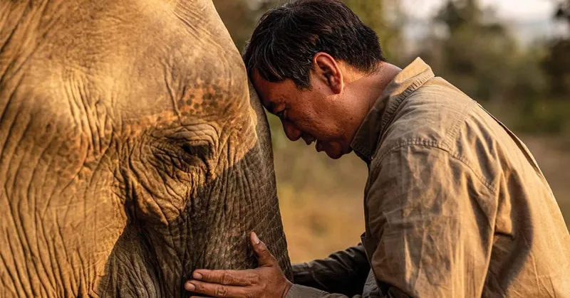Elephants: Gentle Giants With Long Memories