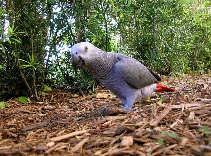 Parrots: Vocal Mimics With Deception Detection