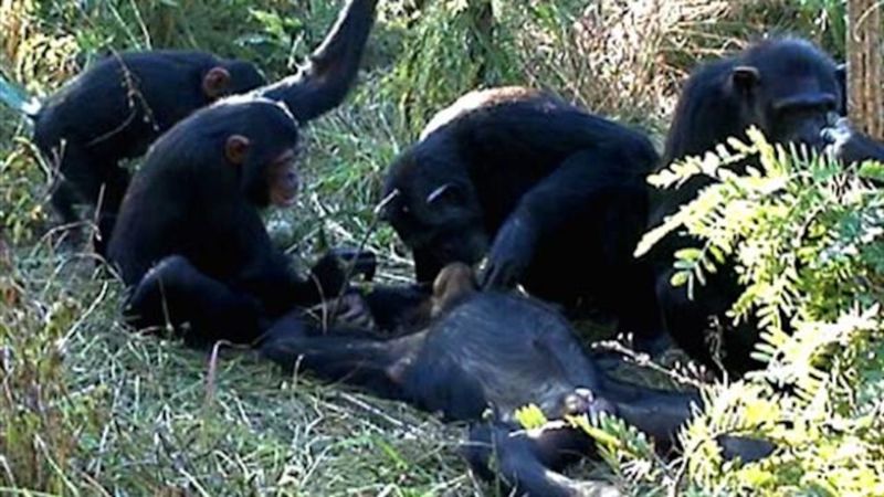 Chimpanzees Clean Their Dead