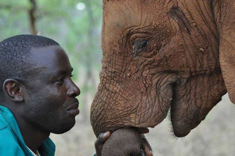 Elephants Never Forget Your Face