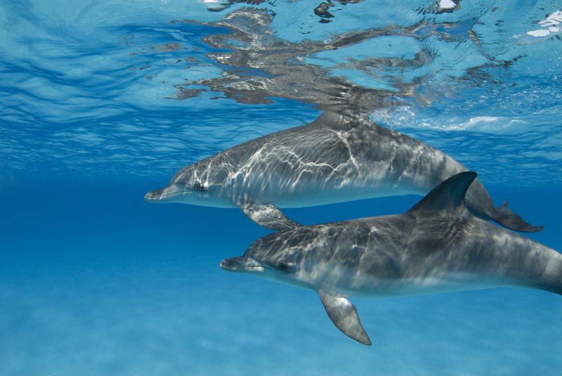 Dolphin Skin Regenerates Every Two Hours