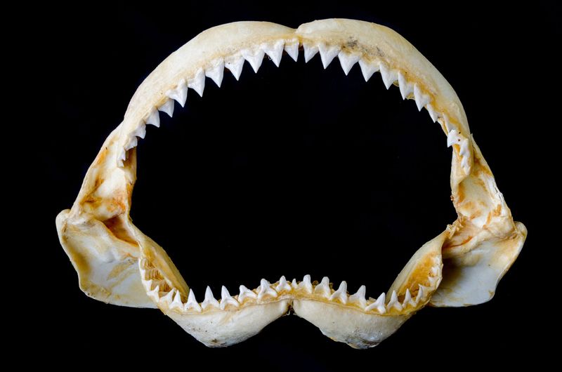 Shark Teeth Are Razor-Sharp Weapons